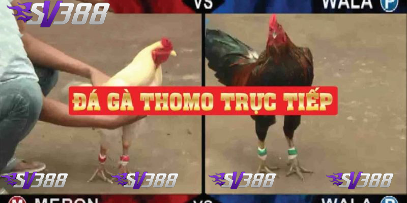 Đá gà Thomo SV388 Sân chơi cá cược uy tín và chất lượng 3