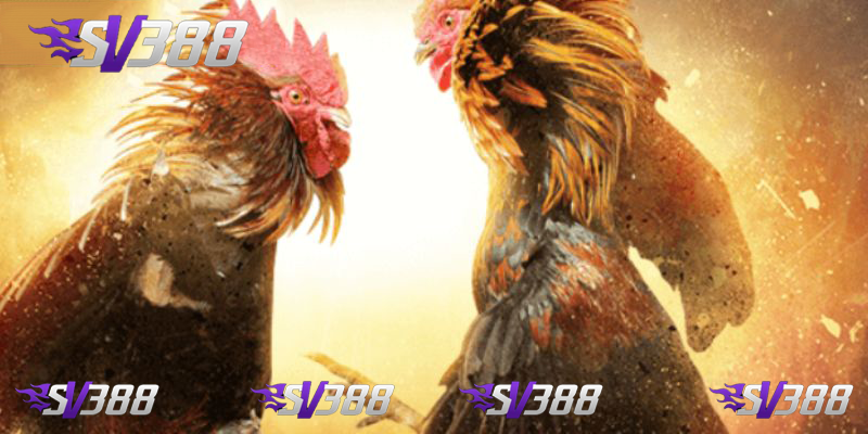 Đá gà Thomo SV388 Sân chơi cá cược uy tín và chất lượng 2