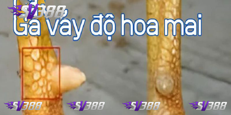 Vảy Hoa Mai Đặc Điểm Và Cách Chăm Sóc Chiến Kê Quý Hiếm 1
