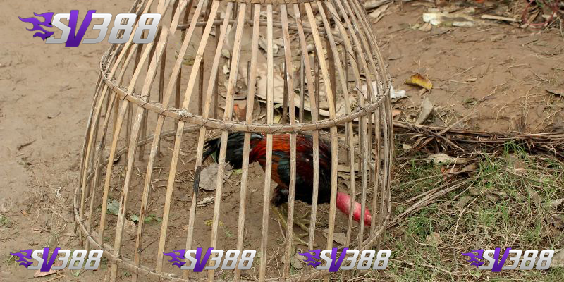 Vảy Lạc Diệp Biểu Tượng Của Sức Mạnh Và Vẻ Đẹp Của Gà Chọi 3