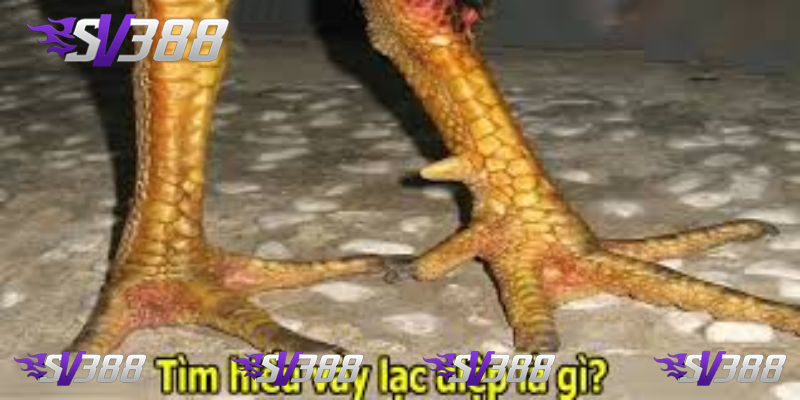 Vảy Lạc Diệp Biểu Tượng Của Sức Mạnh Và Vẻ Đẹp Của Gà Chọi 1