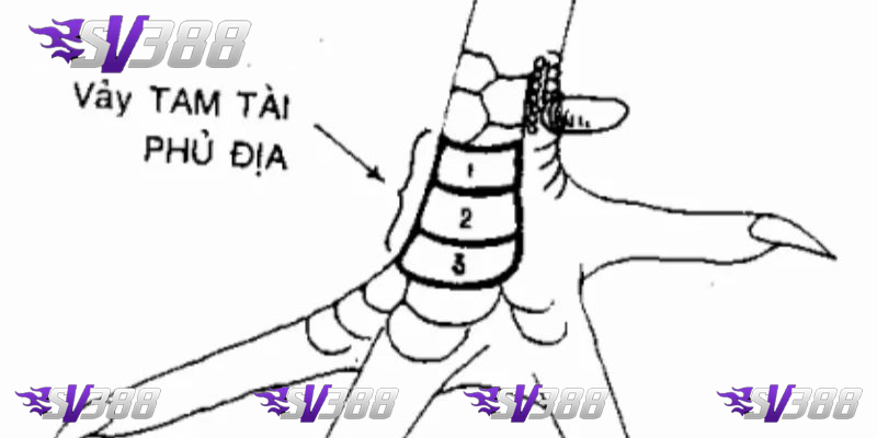 Vảy Phủ Địa Cách Nhận Diện Và Chăm Sóc Chiến Kê Mạnh Mẽ 2